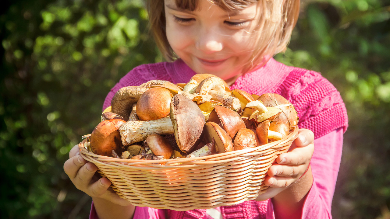 Achtung im Wald! Pilze sammeln will gelernt sein - Familie, Eltern & Kind 