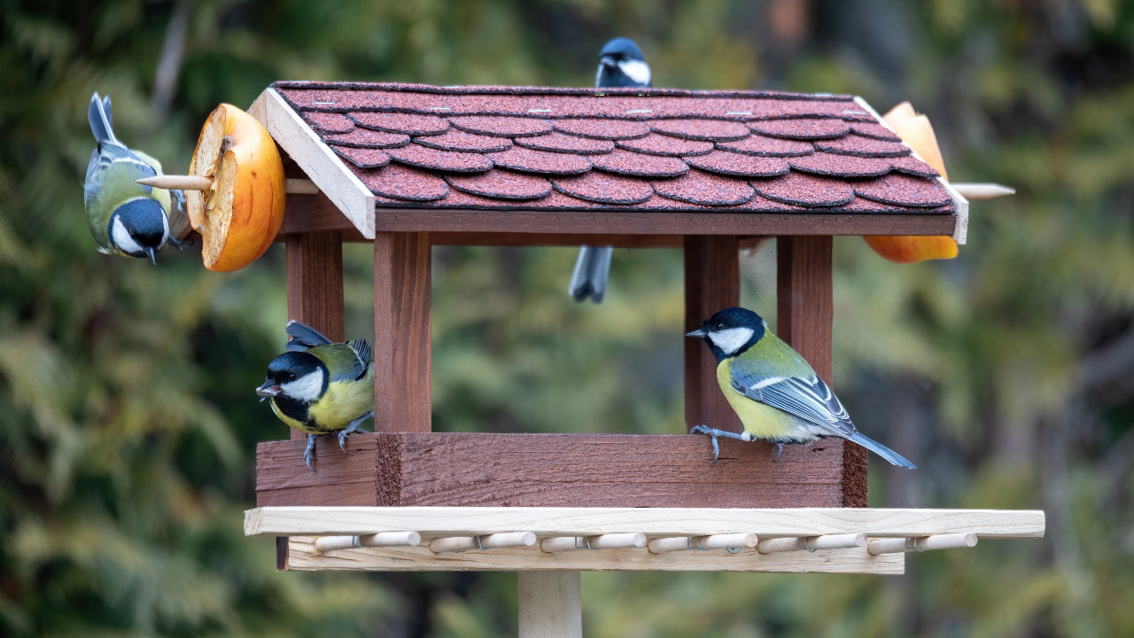 Futterhäuschen selber bauen – ein herbstliches DIY-Projekt - Familie, Eltern & Kind 
